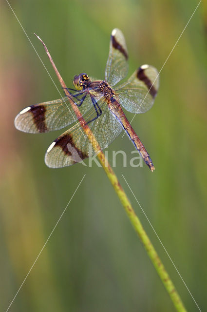 Bandheidelibel (Sympetrum pedemontanum)