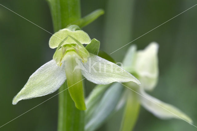 Greater Butterfly-orchid (Platanthera chlorantha)