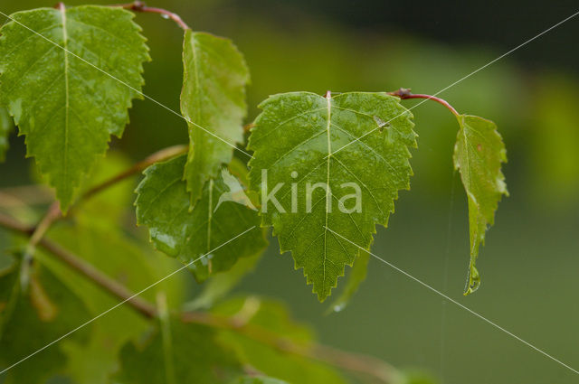 Berk (Betula)