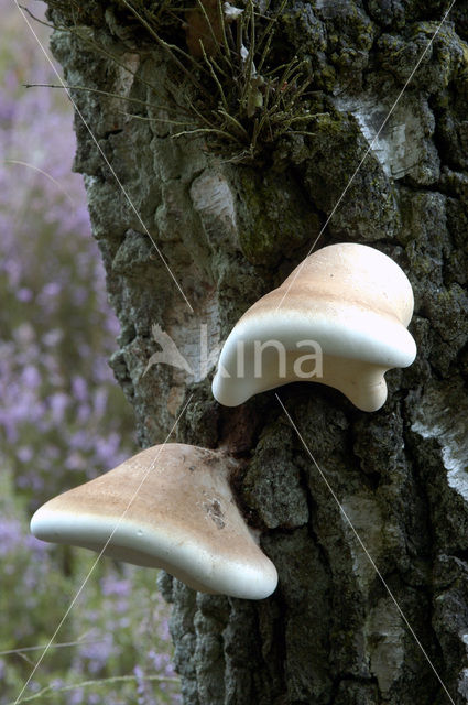 Berkenzwam (Piptoporus betulinus)