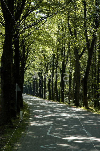 Beech (Fagus sylvatica)