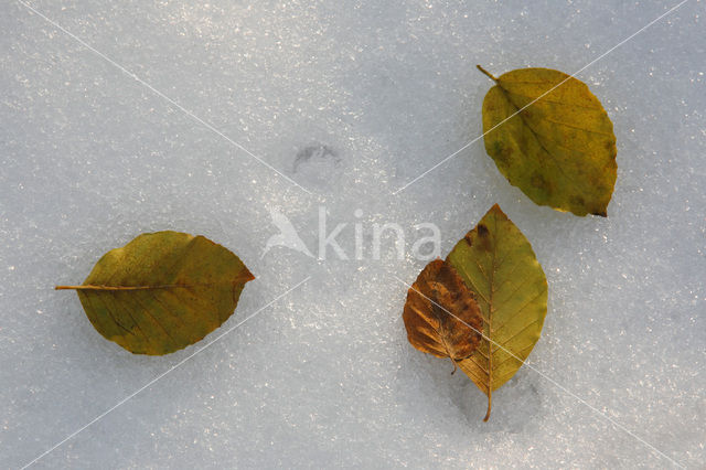 Beuk (Fagus sylvatica)