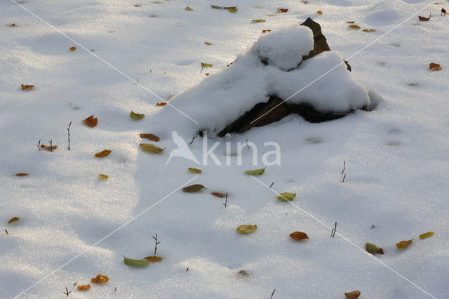 Beech (Fagus sylvatica)