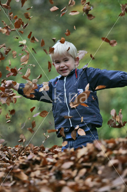 Beuk (Fagus sylvatica)