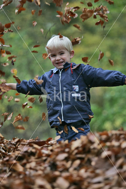 Beech (Fagus sylvatica)