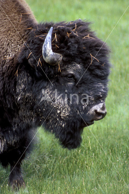 Bizon (Bison bison)