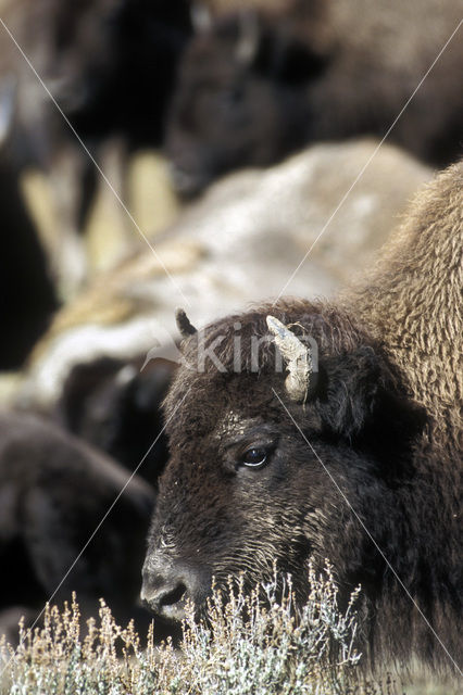 Bizon (Bison bison)