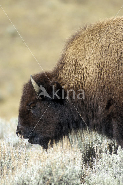 Bizon (Bison bison)