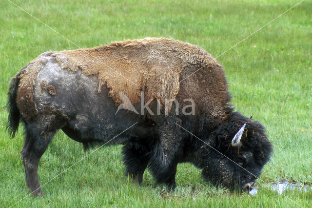 Bizon (Bison bison)