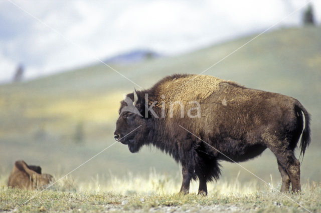 Bizon (Bison bison)