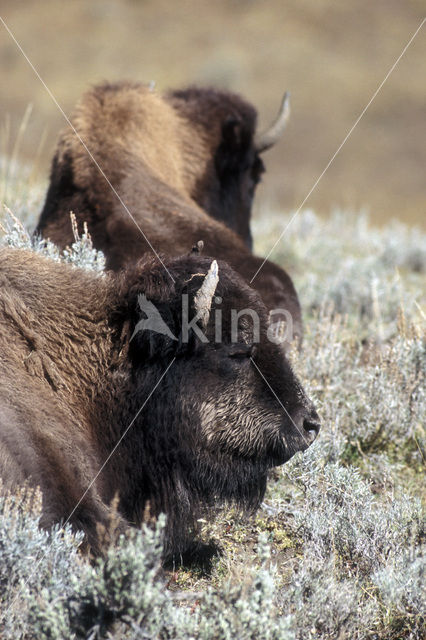 Bizon (Bison bison)