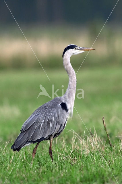 Blauwe Reiger (Ardea cinerea)