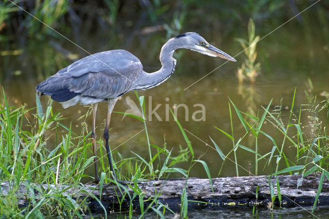 Blauwe Reiger (Ardea cinerea)