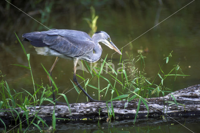 Blauwe Reiger (Ardea cinerea)