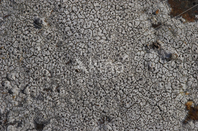 Boulder lichen (Porpidia cinereoatra)