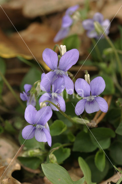 Bleeksporig bosviooltje (Viola riviniana)