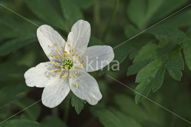 Bosanemoon (Anemone nemorosa)