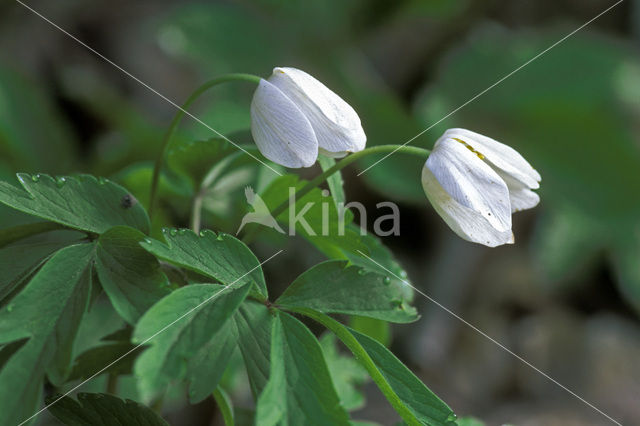 Bosanemoon (Anemone nemorosa)