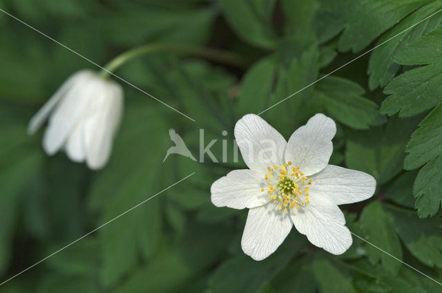 Bosanemoon (Anemone nemorosa)