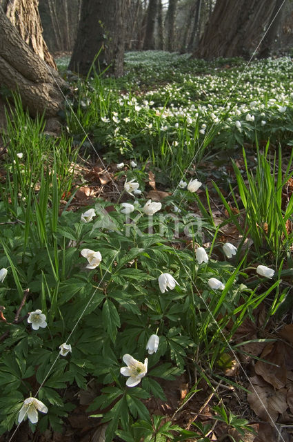 Bosanemoon (Anemone nemorosa)