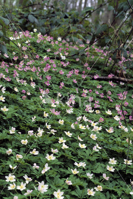 Bosanemoon (Anemone nemorosa)