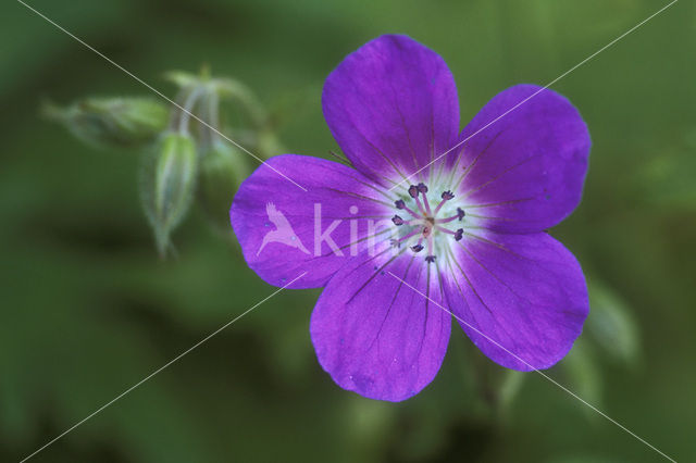 Bosooievaarsbek (Geranium sylvaticum)