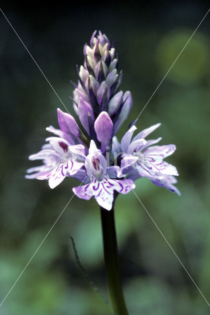 Common Spotted Orchid (Dactylorhiza fuchsii)