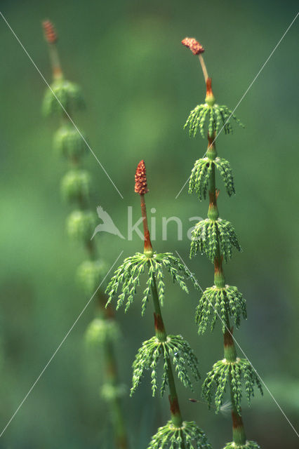 Bospaardenstaart (Equisetum sylvaticum)