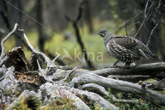 Bossneeuwhoen (Dendragapus canadensis)