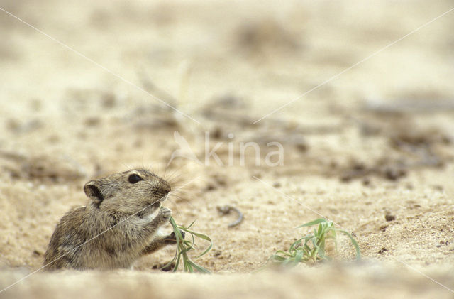 Brants fluitrat (Parotomys brantsii)