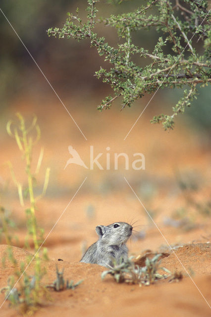 Brants fluitrat (Parotomys brantsii)