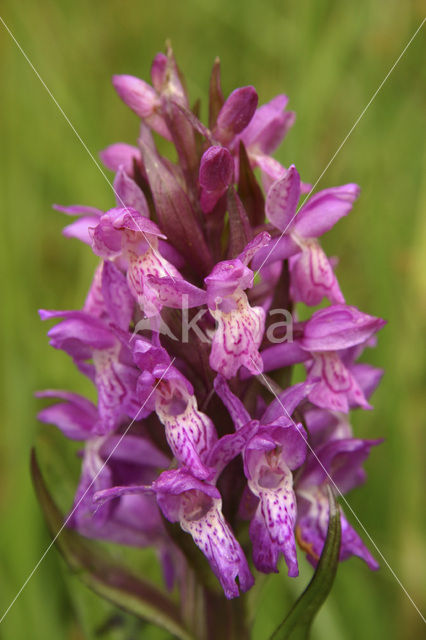 Western Marsh-orchid (Dactylorhiza majalis)