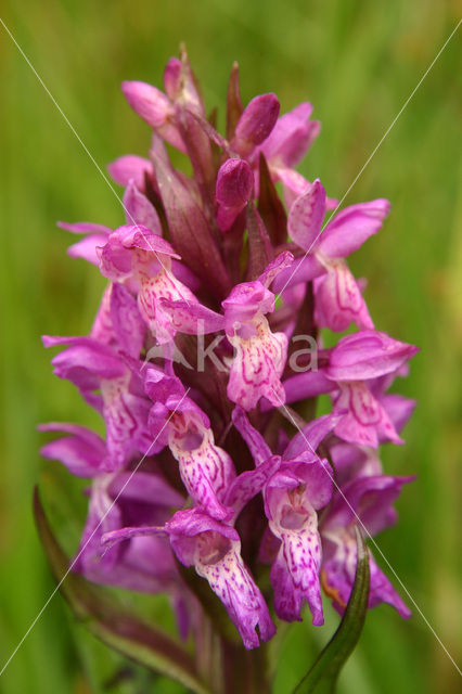 Brede orchis (Dactylorhiza majalis)