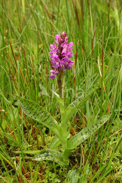 Brede orchis (Dactylorhiza majalis)