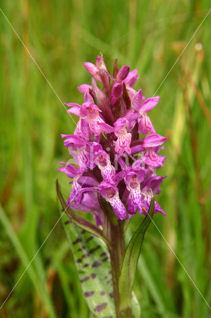 Brede orchis (Dactylorhiza majalis)