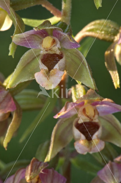 Broad-leaved Helleborine (Epipactis helleborine)