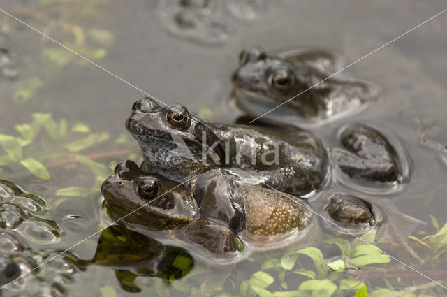 Bruine kikker (Rana temporaria)