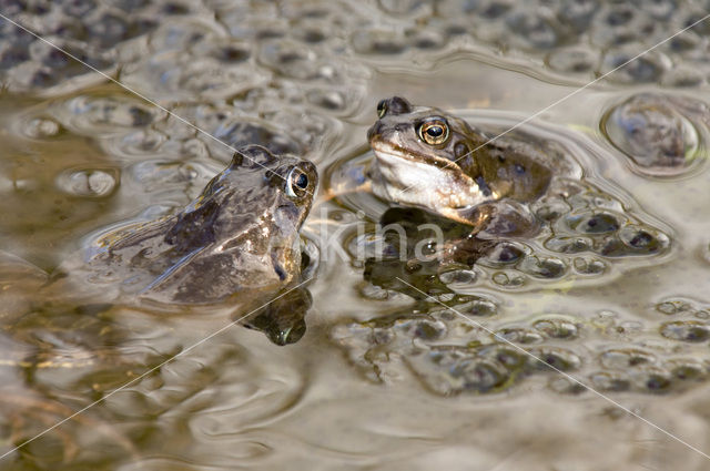 Bruine kikker (Rana temporaria)