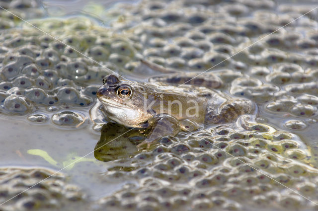 Bruine kikker (Rana temporaria)