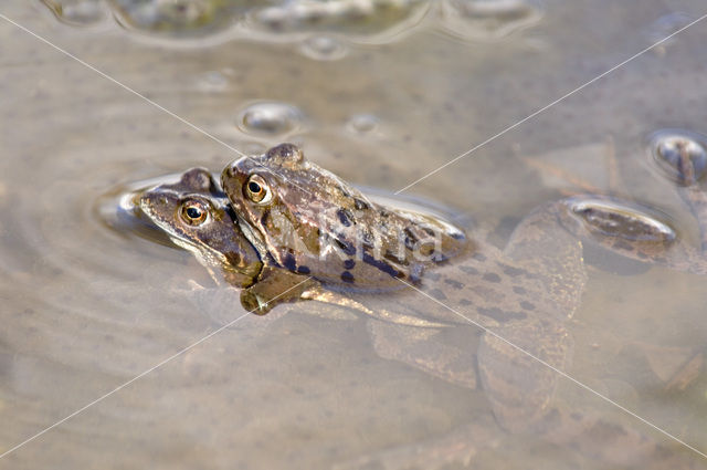 Bruine kikker (Rana temporaria)