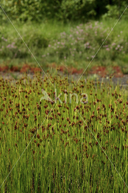 Bruine snavelbies (Rhynchospora fusca)