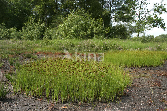 Bruine snavelbies (Rhynchospora fusca)