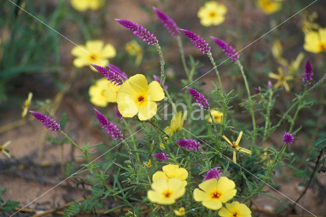 Cat’s tail (Hermbstaedtia linearis)