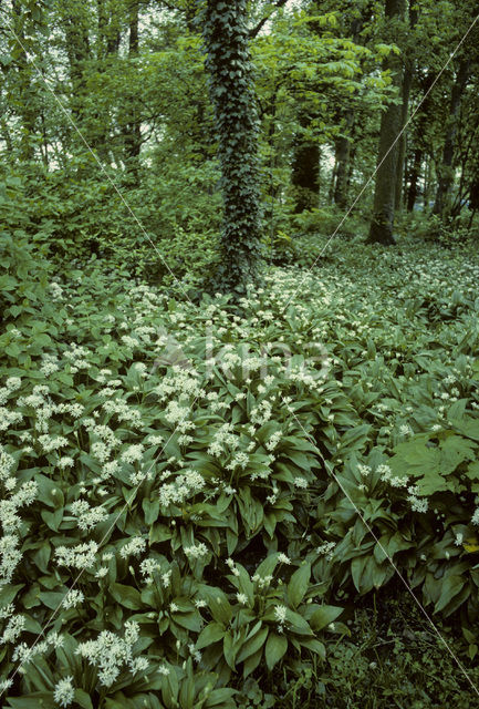 Daslook (Allium ursinum)