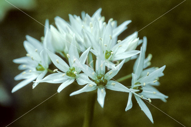 Ramsons (Allium ursinum)