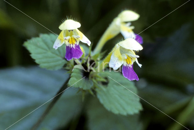 Dauwnetel (Galeopsis speciosa)