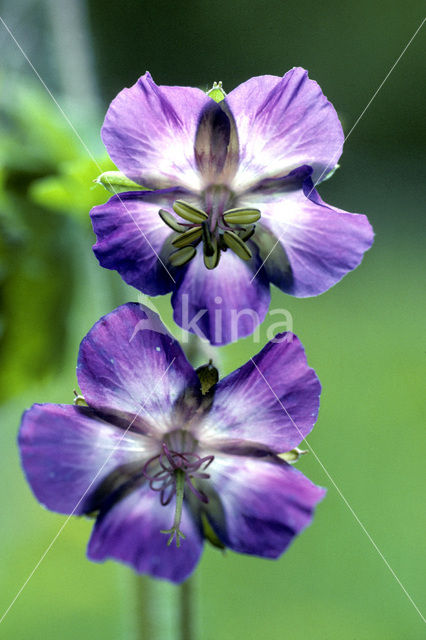 Donkere ooievaarsbek (Geranium phaeum)