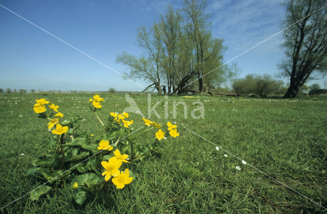 Dotterbloem (Caltha palustris)