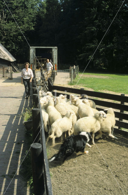 Drents heideschaap (Ovis domesticus)