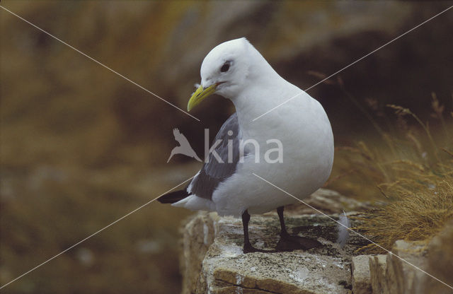 Drieteenmeeuw (Rissa tridactyla)